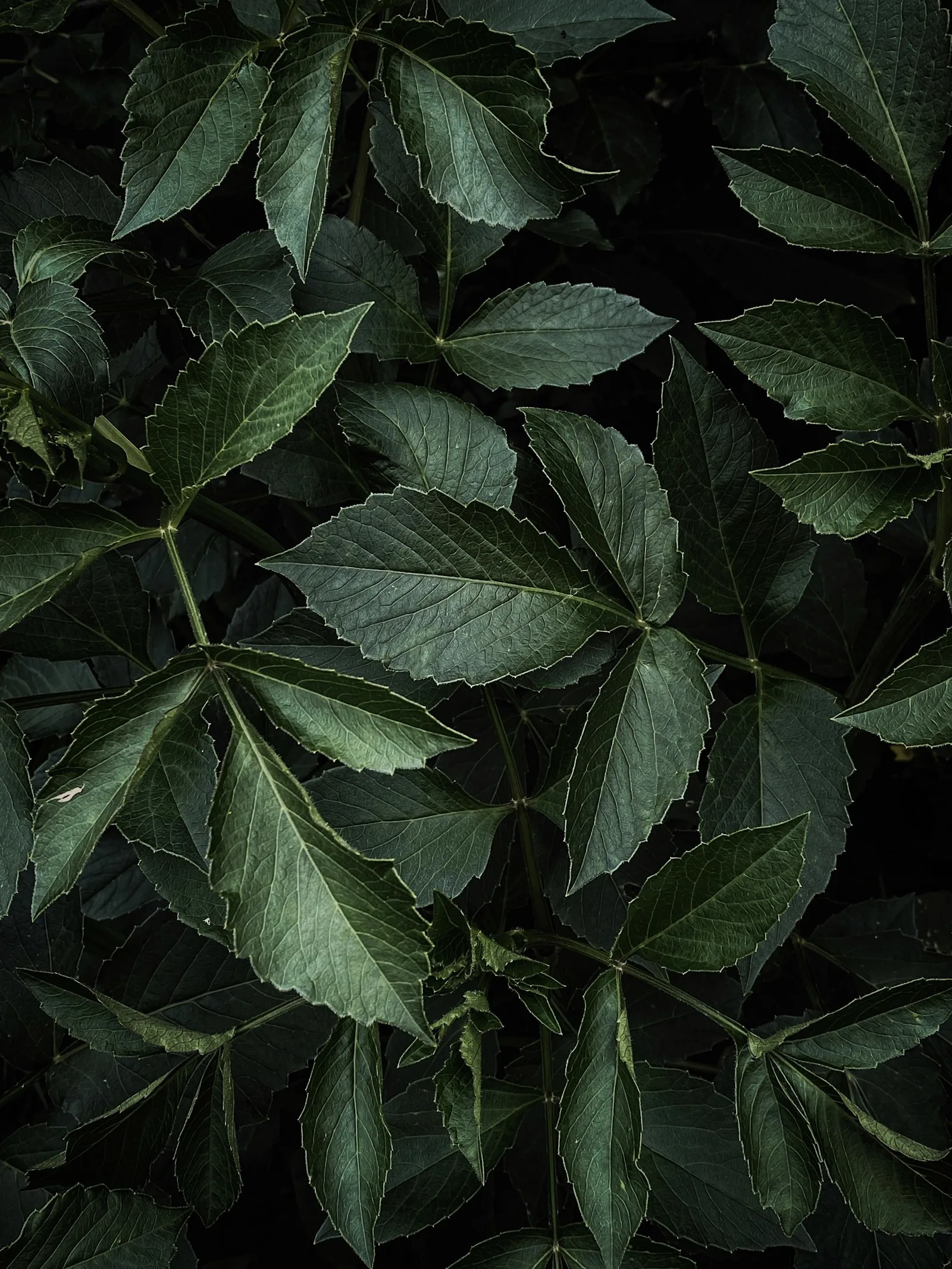 Close-up of dark green botanical leaves